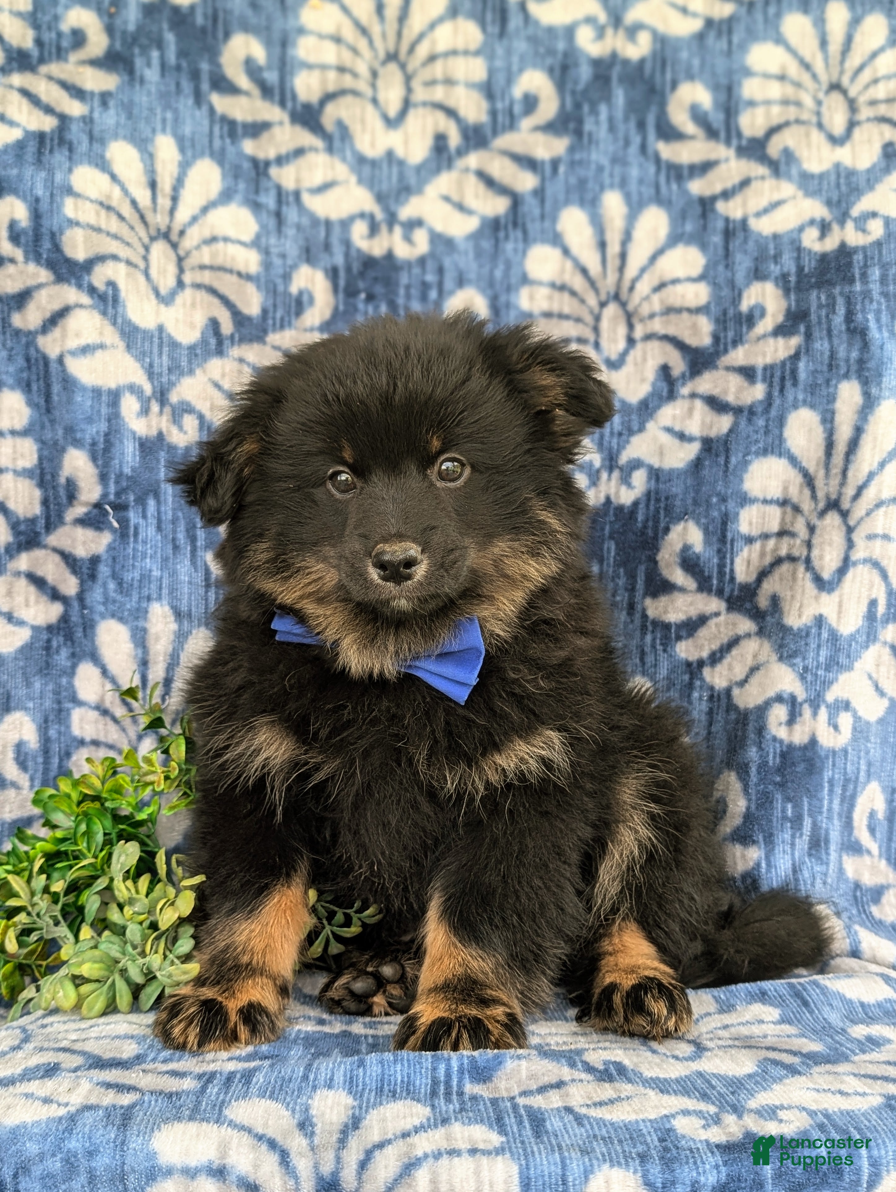 Pomeranian dogs Corbett - Ad 1