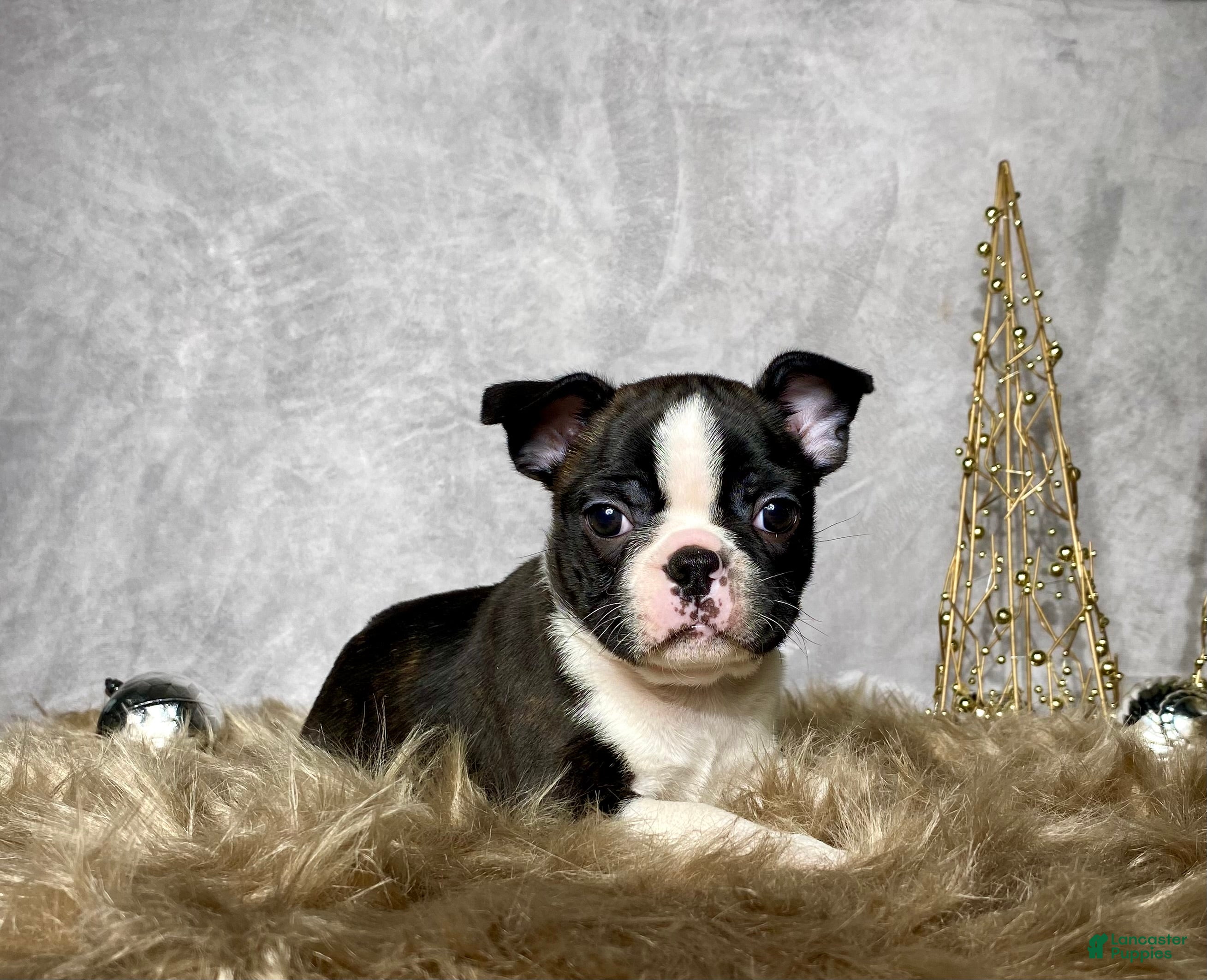 Boston Terrier dogs Nick  - Ad 31