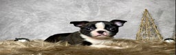 Boston Terrier dogs for sale: Nick  - Ad 1