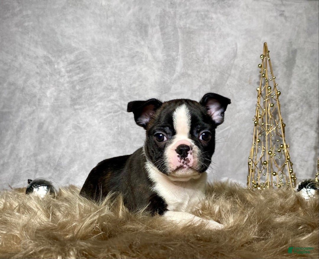 Boston Terrier dogs for sale: Nick  - Ad 1