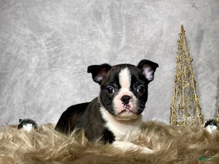 Boston Terrier dogs Nick - Ad 28