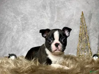 Boston Terrier dogs Nick - Ad 19