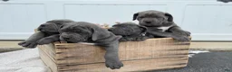Cane Corso dogs for sale: Bianca - Ad 19