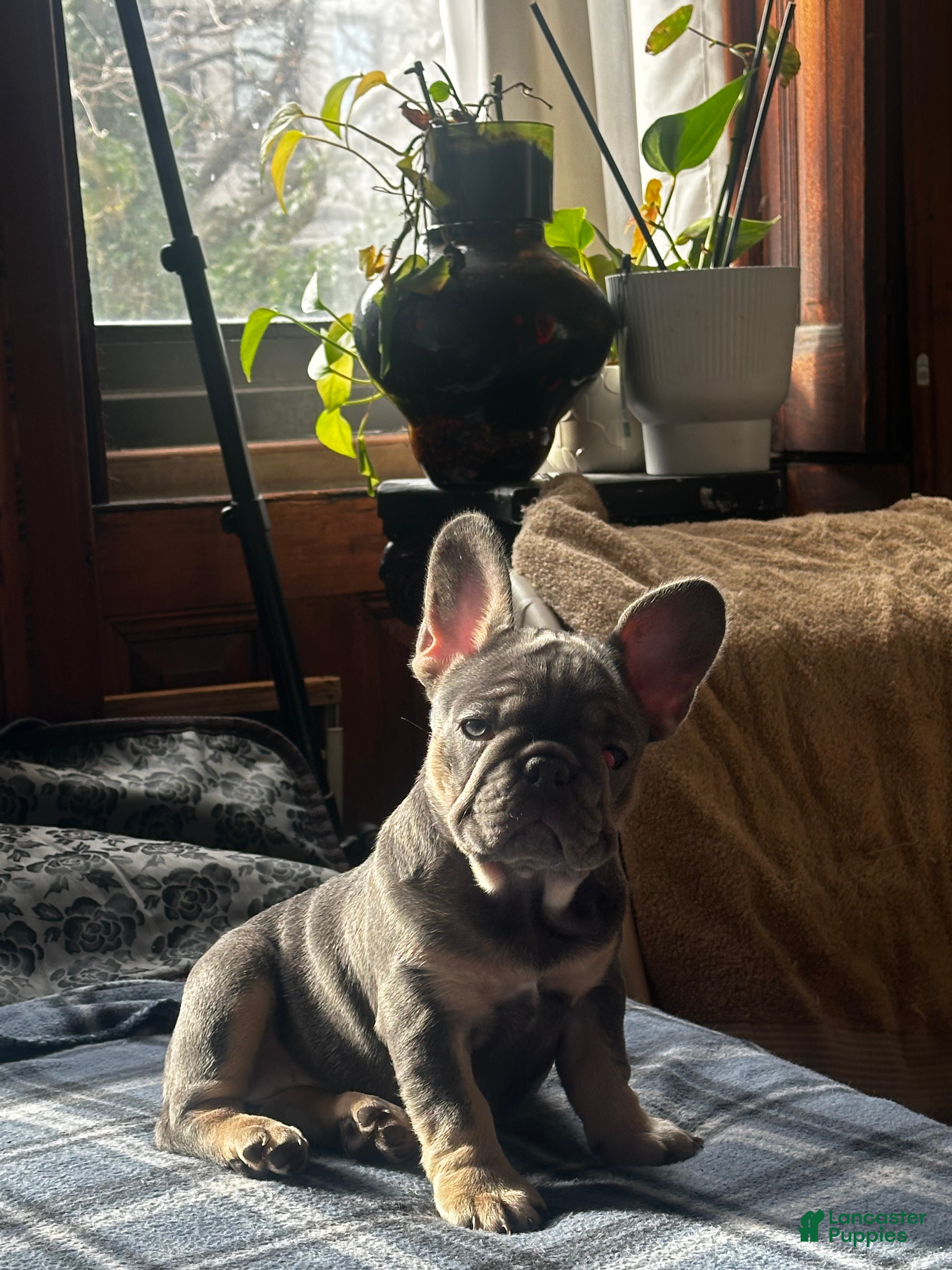French Bulldog dogs for sale: GG - Ad 2