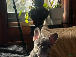 French Bulldog dogs GG - Ad 15