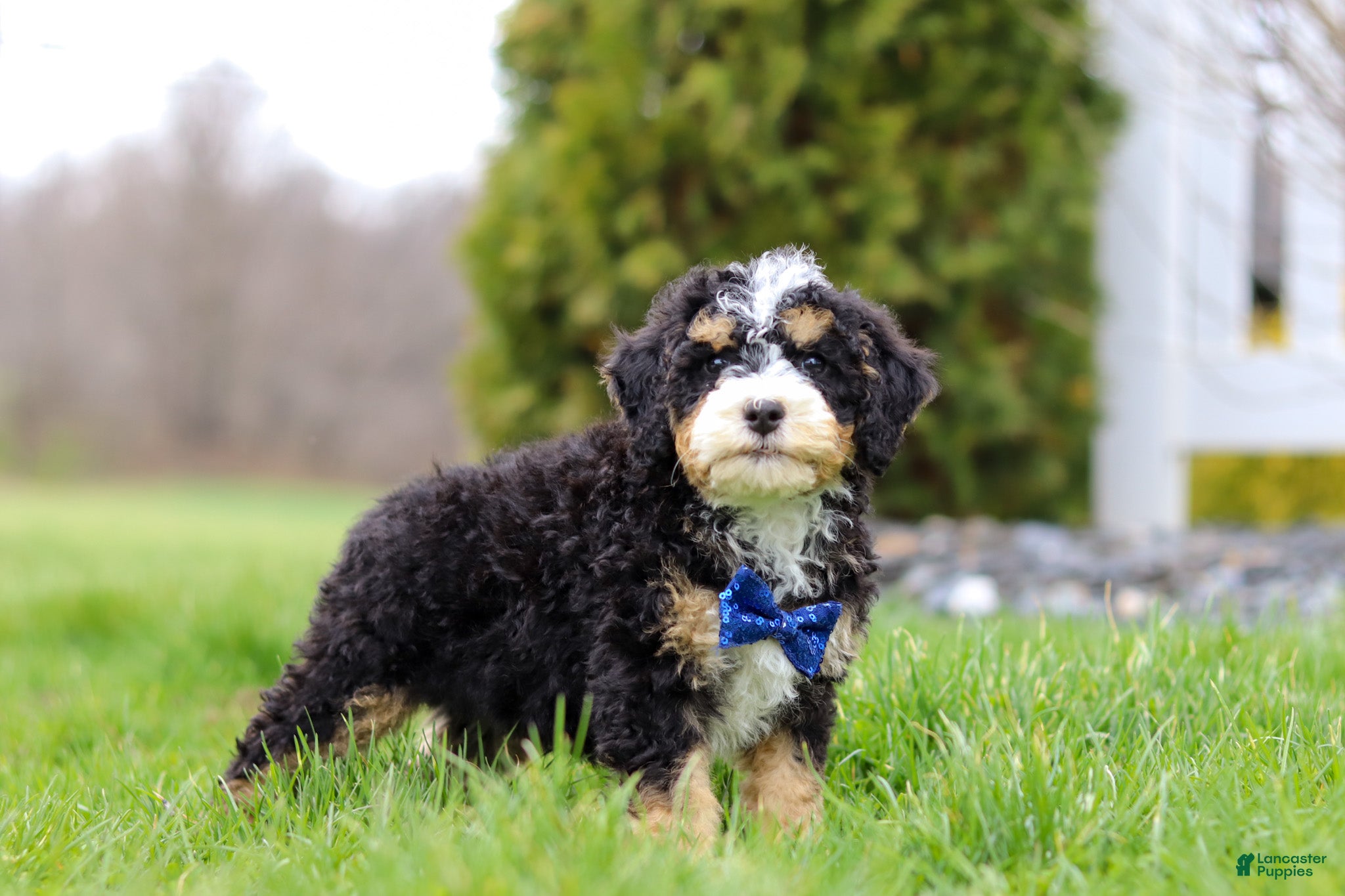 Mini Bernedoodle dogs Vance - Ad 2