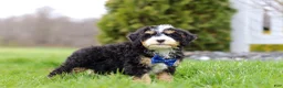 Mini Bernedoodle dogs for sale: Vance - Ad 2