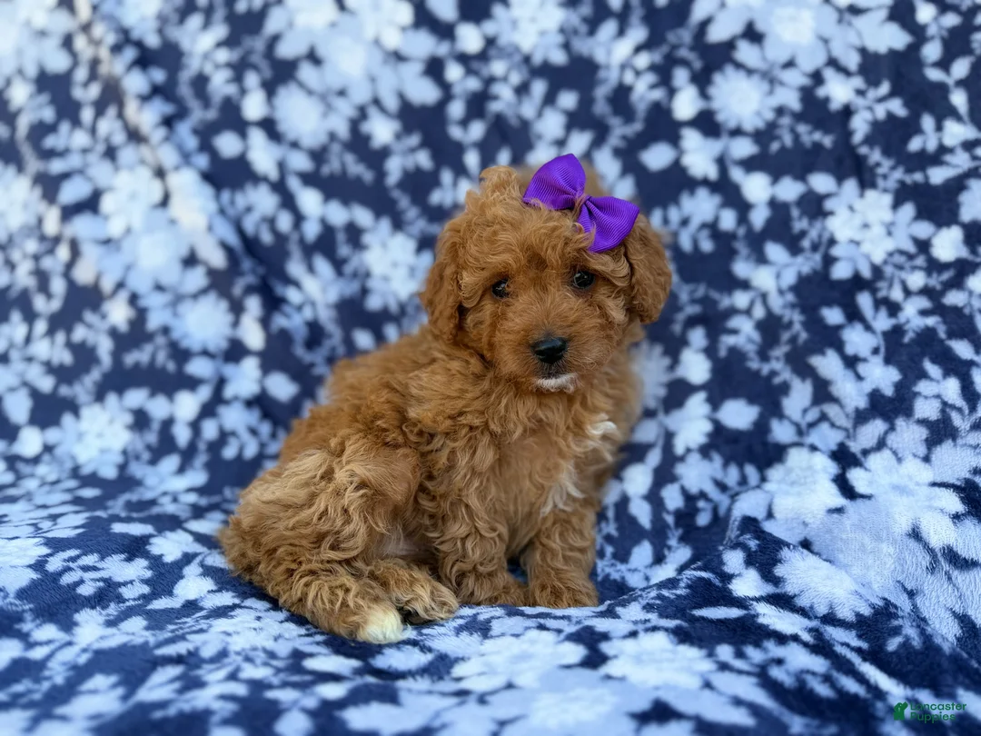 Cavapoo dogs for sale: Ariel - Ad 2