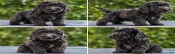Mini Goldendoodle dogs for sale: Sophia - Ad 1