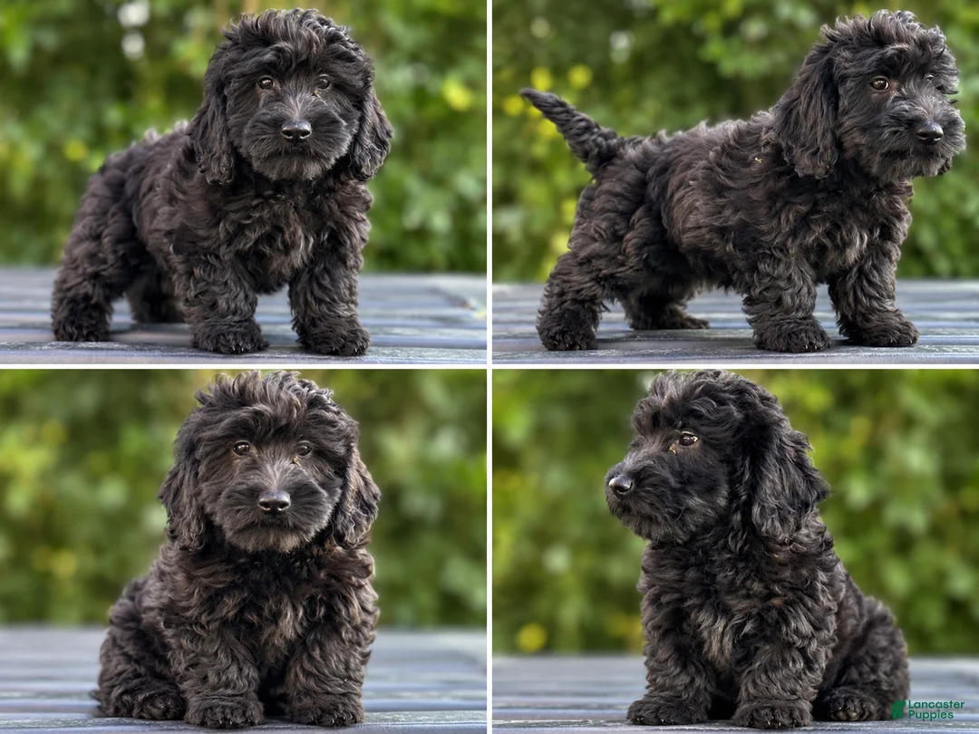Mini Goldendoodle dogs for sale: Sophia - Ad 1