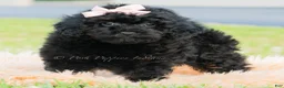 Toy Poodle dogs for sale: Hazel - Ad 1