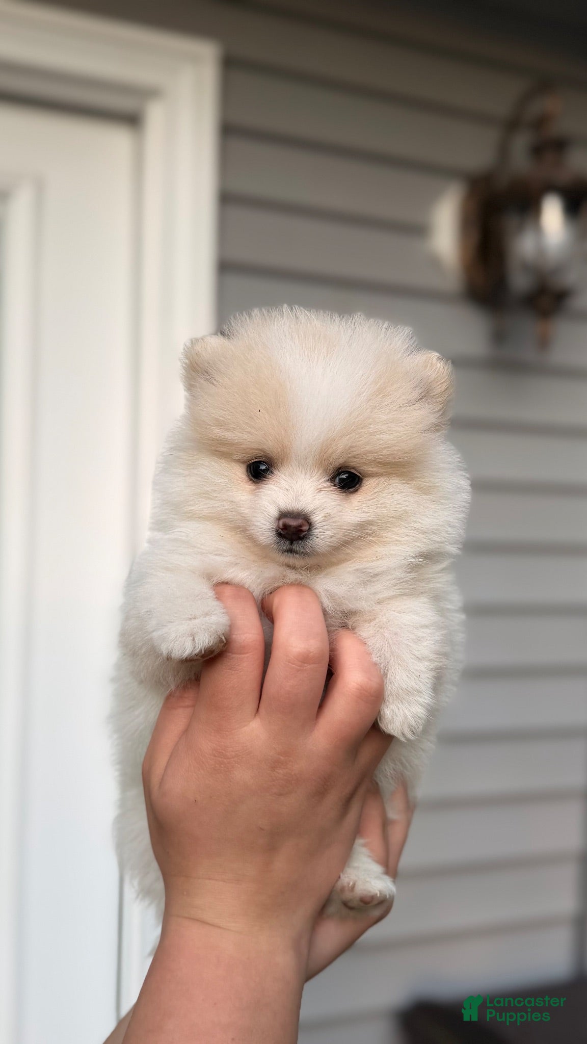Pomeranian dogs for sale: Pomeranian 2 - Ad 4