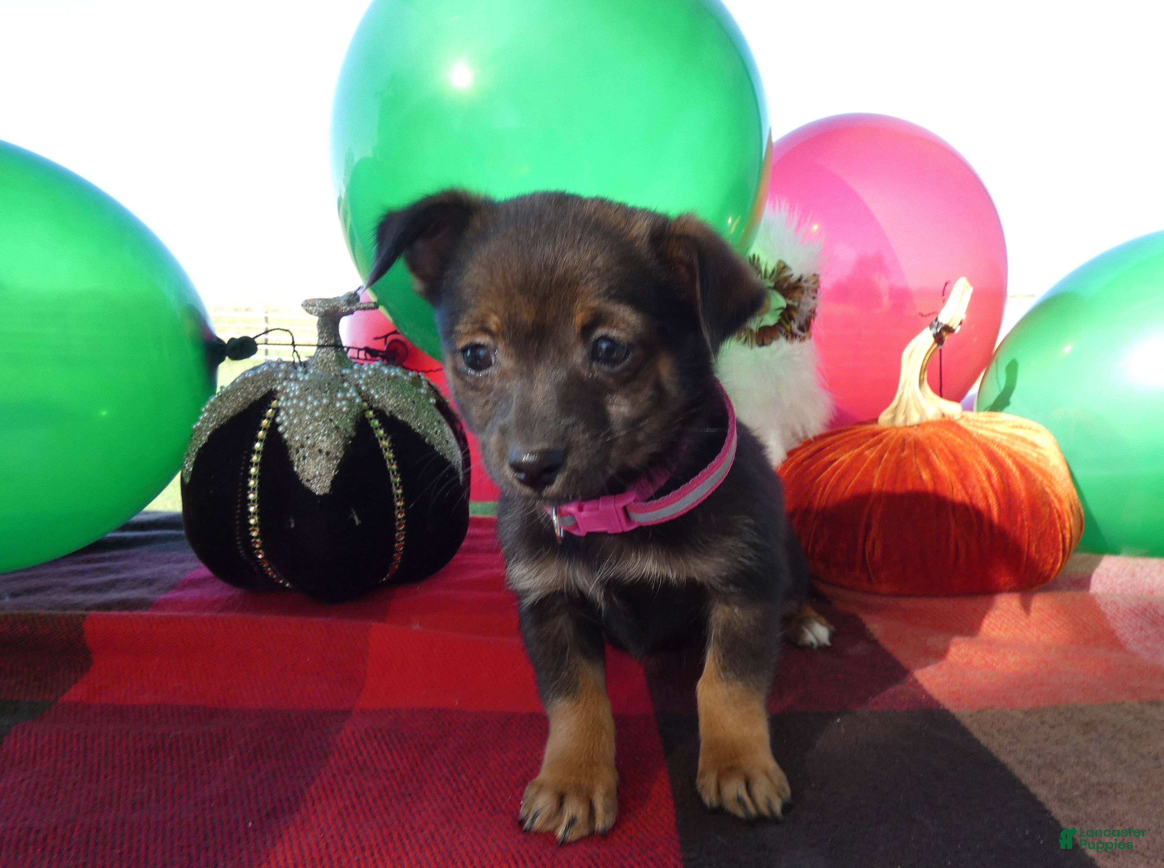 Chihuahua dogs for sale: Chihuahua 1 Tia - Ad 4