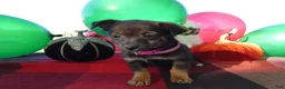 Chihuahua dogs for sale: Chihuahua 1 Tia - Ad 1