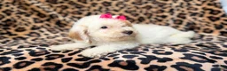 Mini Goldendoodle dogs for sale: Chloe - Ad 2