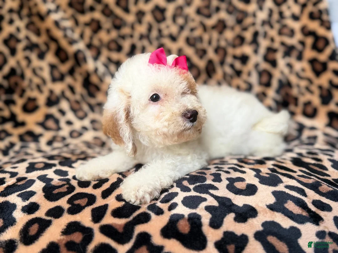 Mini Goldendoodle dogs for sale: Chloe - Ad 2