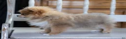 Pomeranian dogs for sale: Jessica - Ad 5