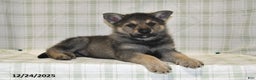 German Shepherd dogs for sale: Mason - Ad 2
