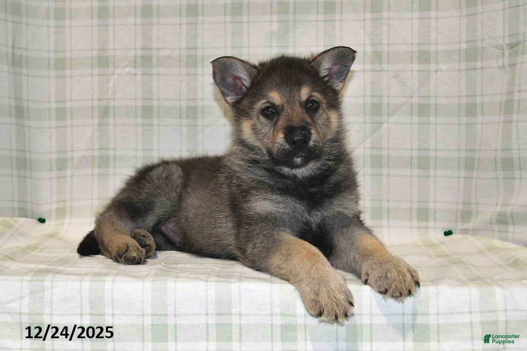 German Shepherd dogs for sale: Mason - Ad 2