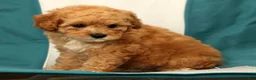 Miniature Poodle dogs for sale: Bobby - Ad 8