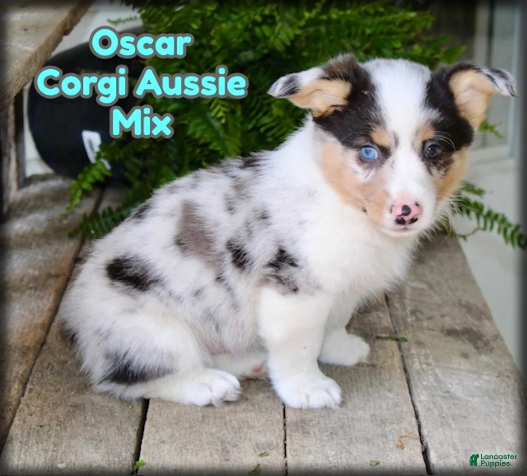 Mixed Breed dogs for sale: Oscar - Ad 1