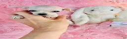 Chihuahua dogs for sale: Teacup Chihuahua 1 - Ad 1