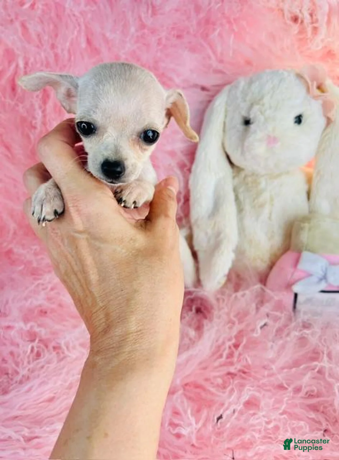 Chihuahua dogs for sale: Teacup Chihuahua 1 - Ad 1