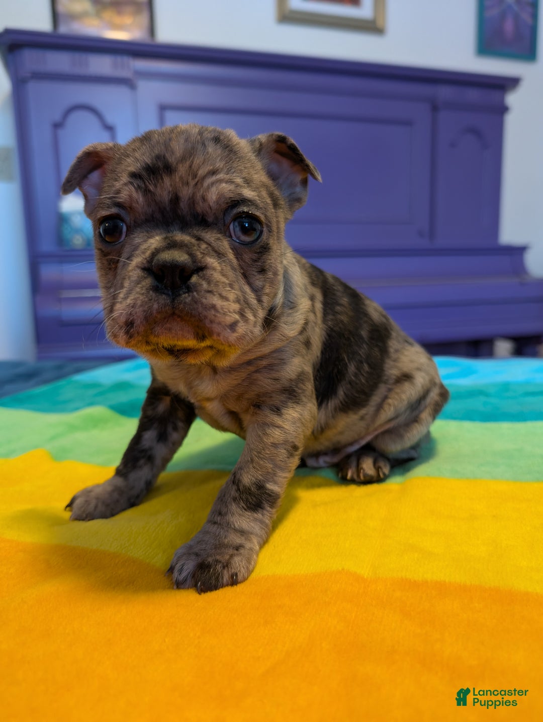 Frenchton dogs for sale: Petey - Ad 5