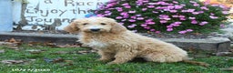 Labradoodle dogs for sale: Bonnie - Ad 2