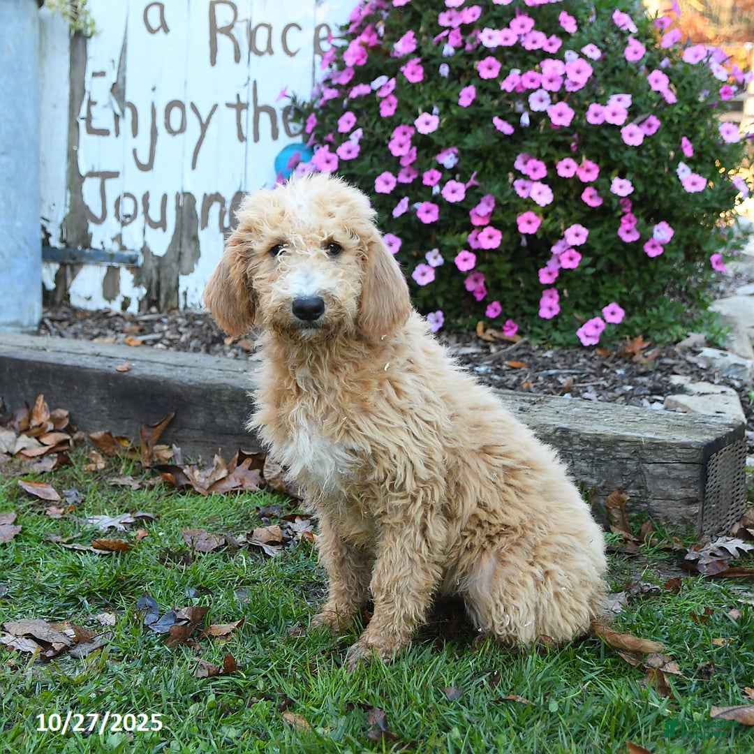 Labradoodle dogs for sale: Bonnie - Ad 2