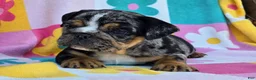 English Bulldog dogs for sale: Savvy - Ad 10