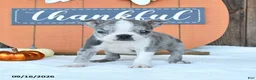 Boston Terrier dogs for sale: Andy - Ad 4