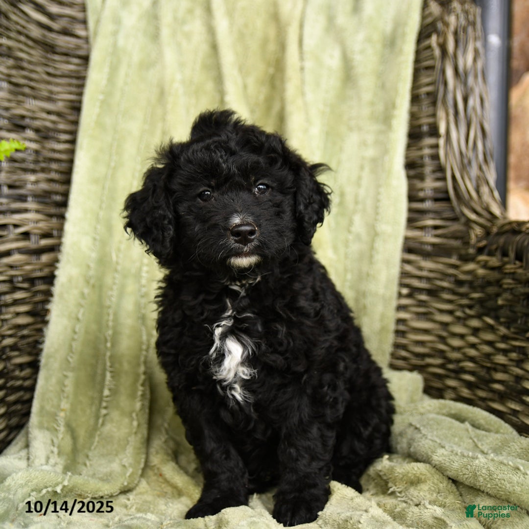 Mixed Breed dogs for sale: Sidney - Ad 3