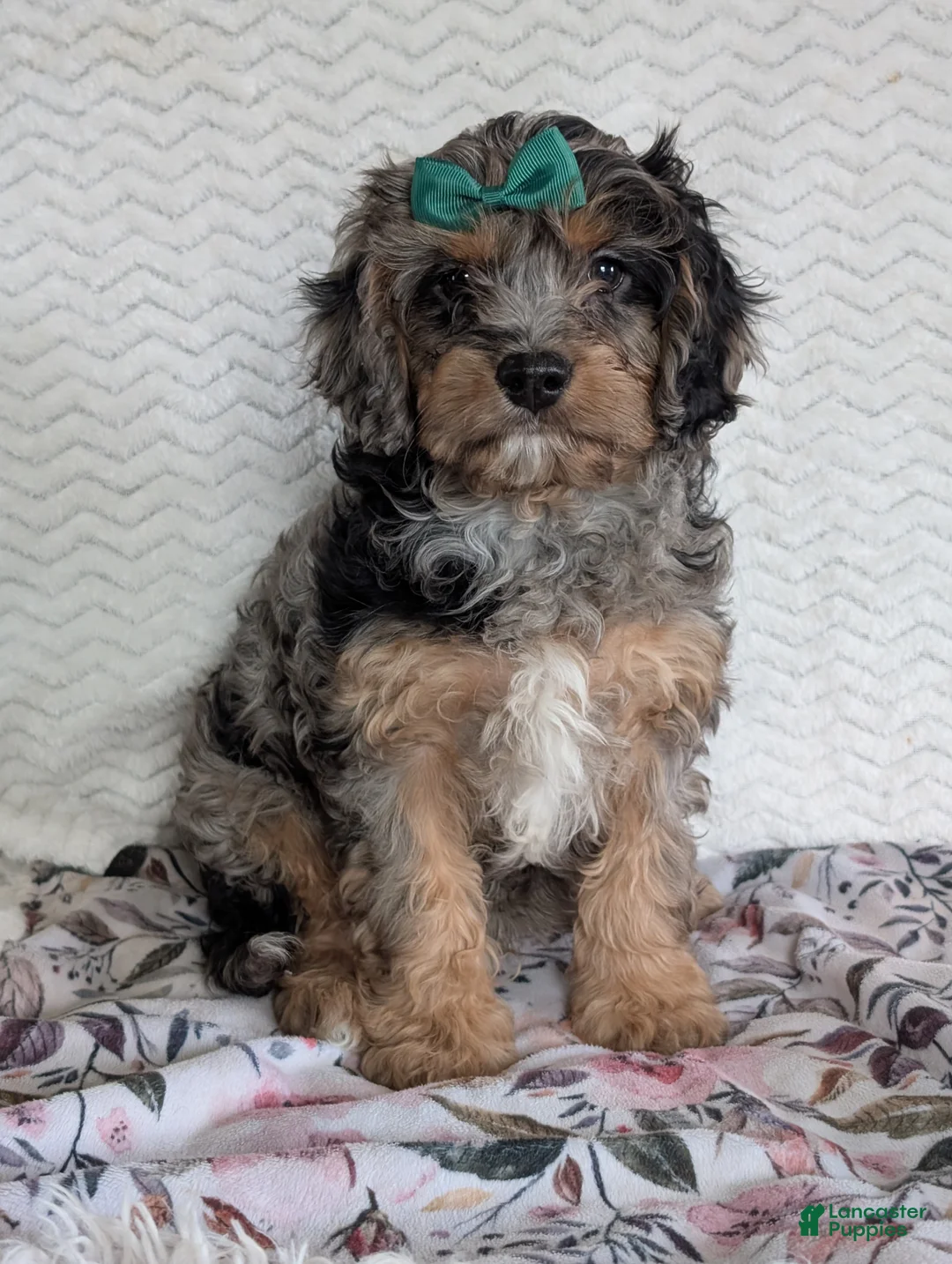 Cavapoo dogs for sale: Bluey - Ad 10