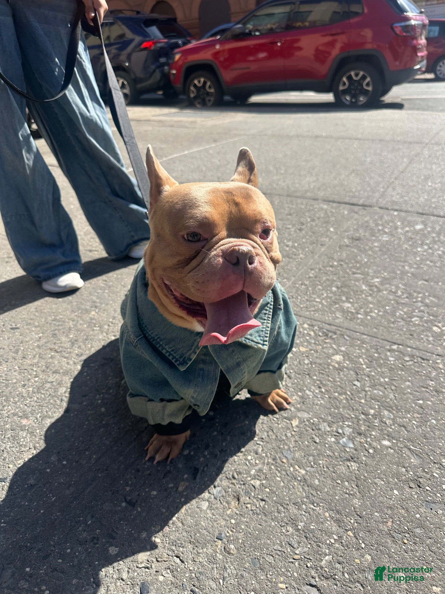 American Bully dogs Cash - Ad 26