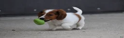 Miniature Dachshund dogs for sale: Cosmo - Ad 9