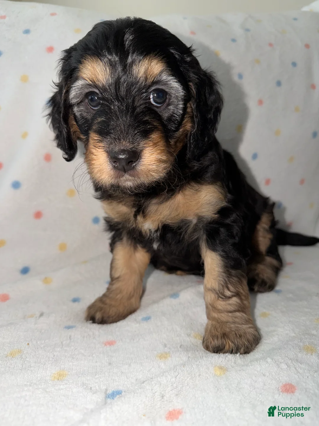 Mini Goldendoodle dogs for sale: Purple Female Goldendoodle 5 - Ad 2