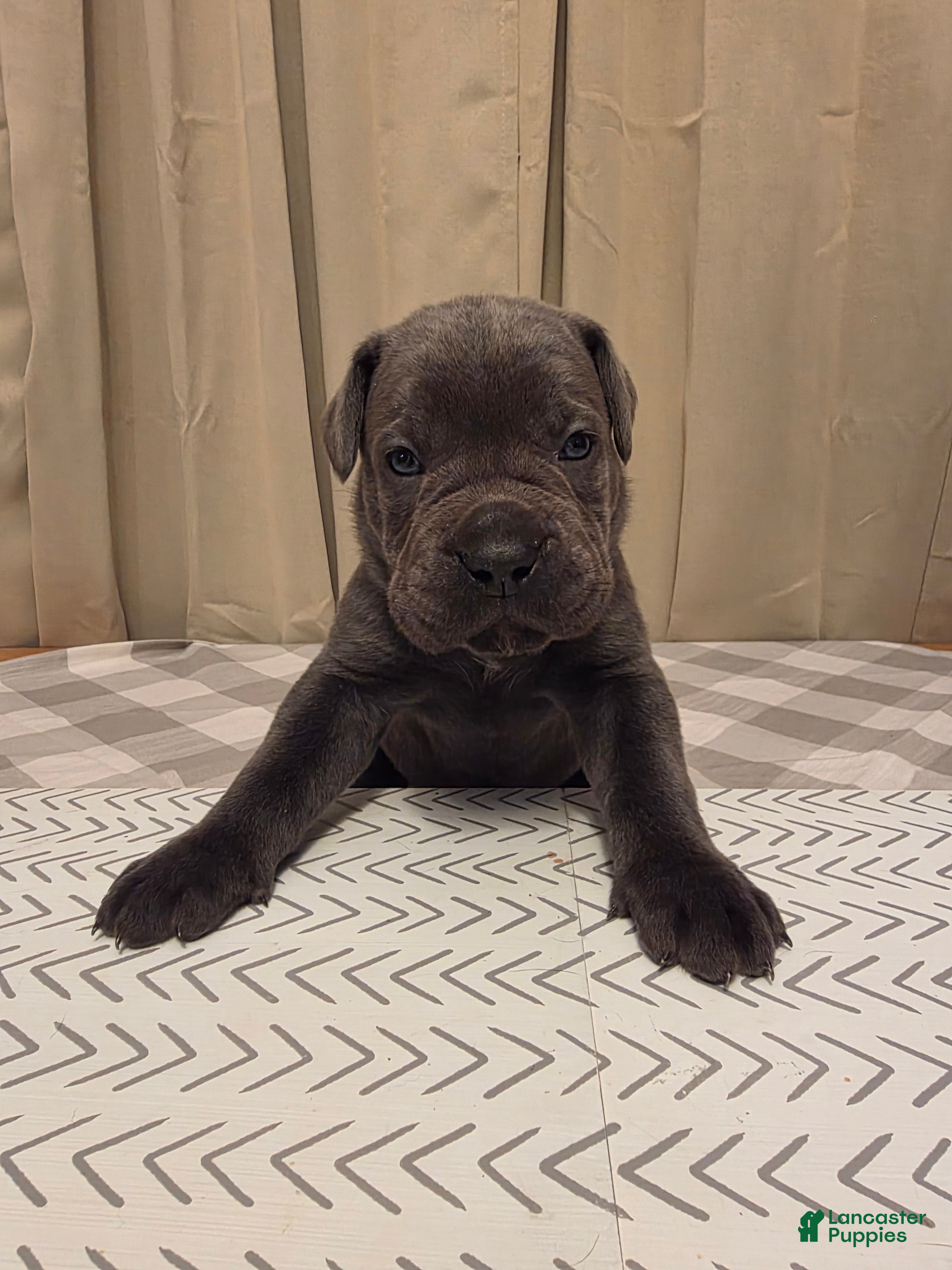 Cane Corso dogs Cane Corso Puppy 5 - Ad 1