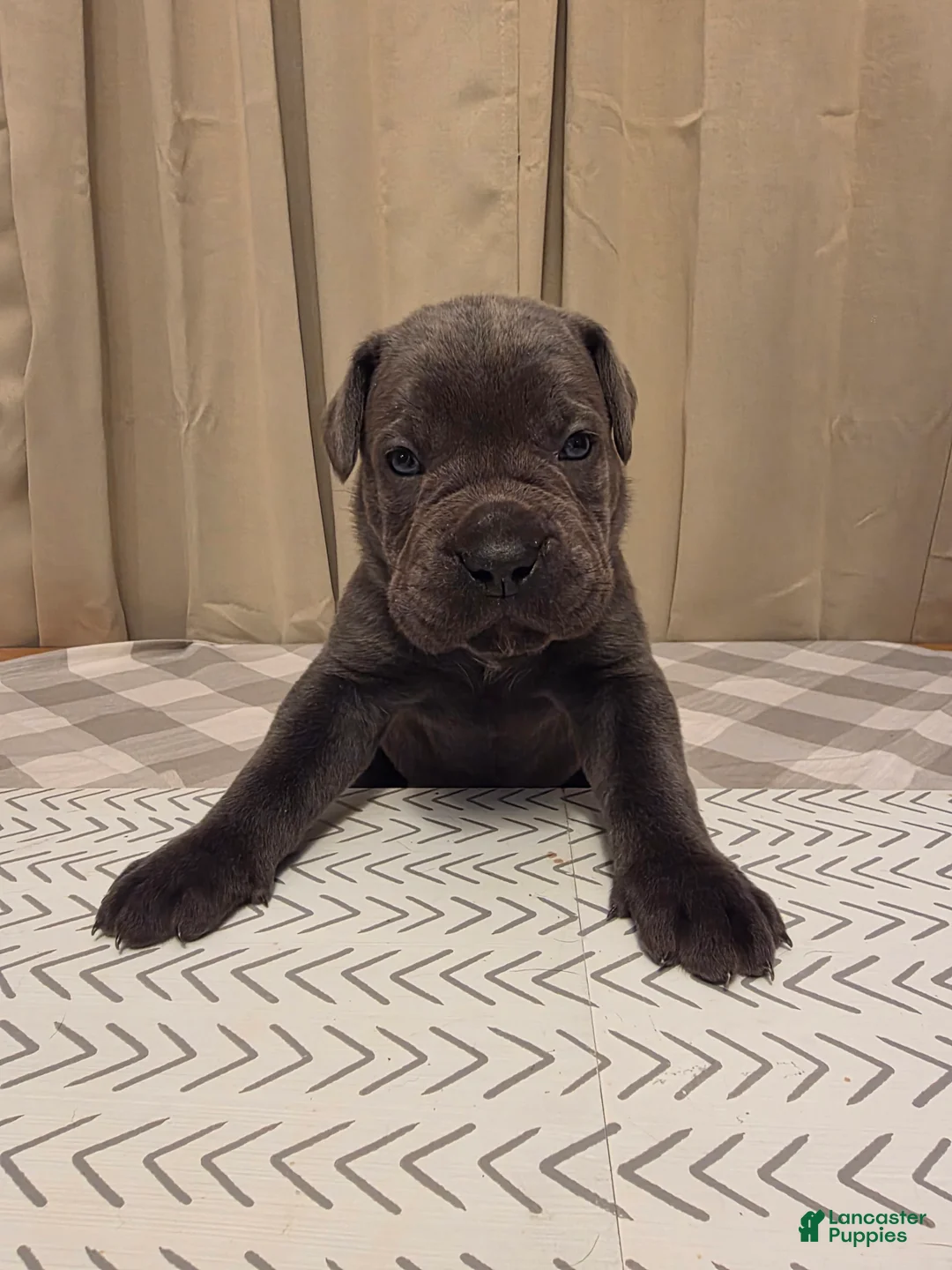 Cane Corso dogs for sale: Cane Corso Puppy 5 - Ad 1