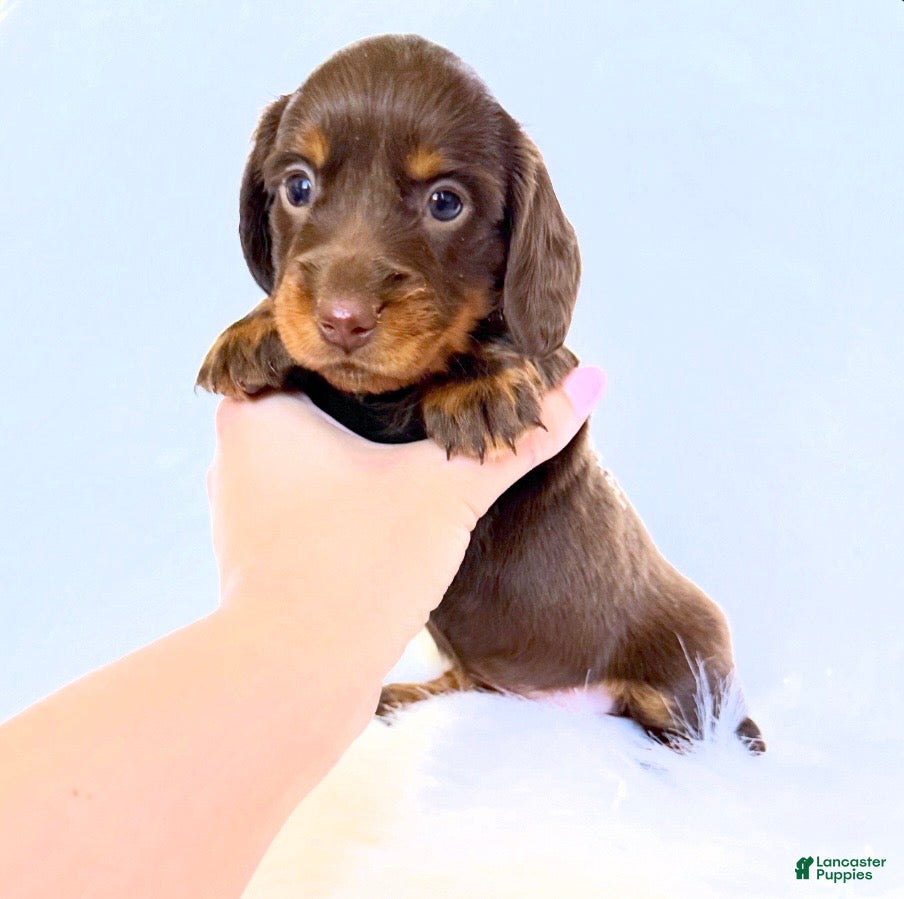 Miniature Dachshund dogs Dakota - Ad 22