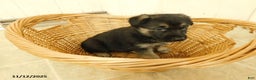 German Shepherd dogs for sale: Tessie - Ad 5