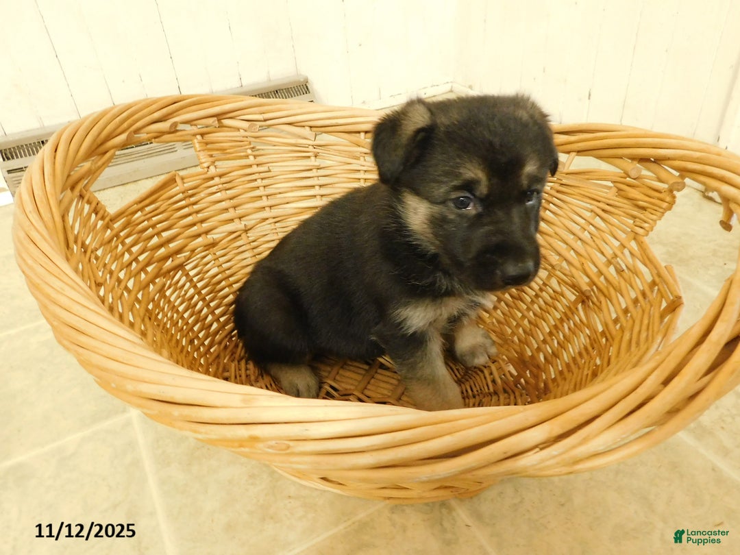German Shepherd dogs for sale: Tessie - Ad 5