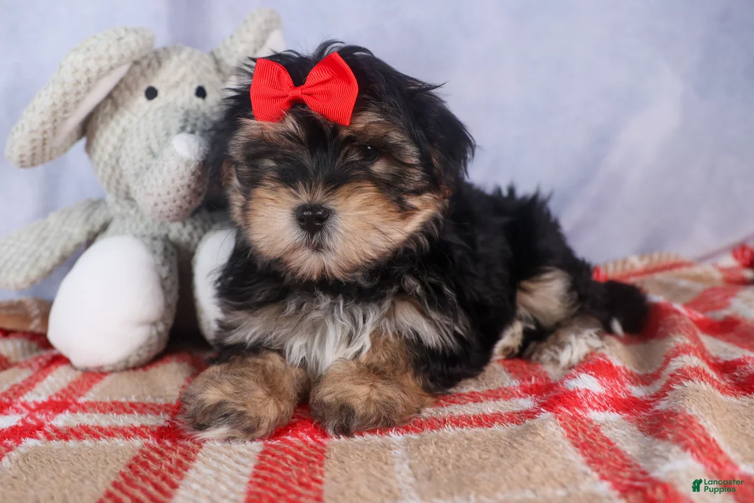 Morkie dogs for sale: Nash - Ad 25