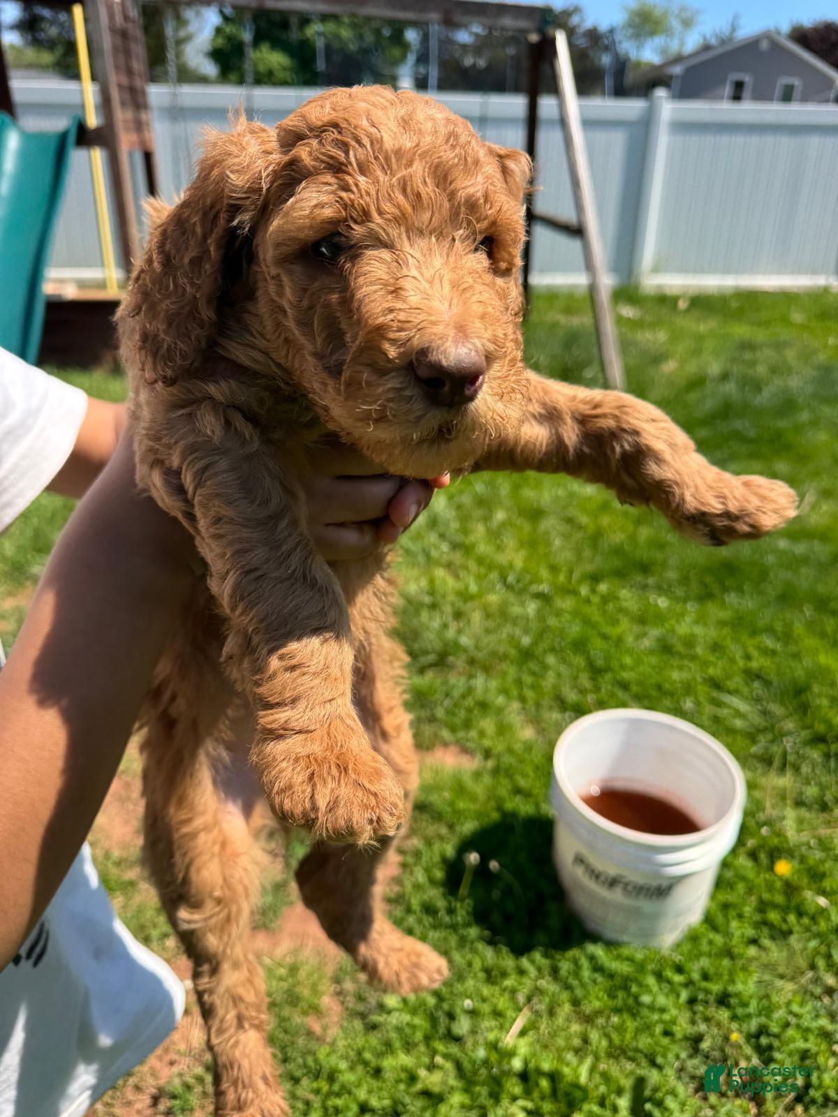 Standard Poodle dogs Standard Poodle Puppy 1 - Ad 2