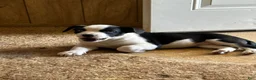 Mixed Breed dogs for sale: Mixed Breed Puppy 1 - Ad 2