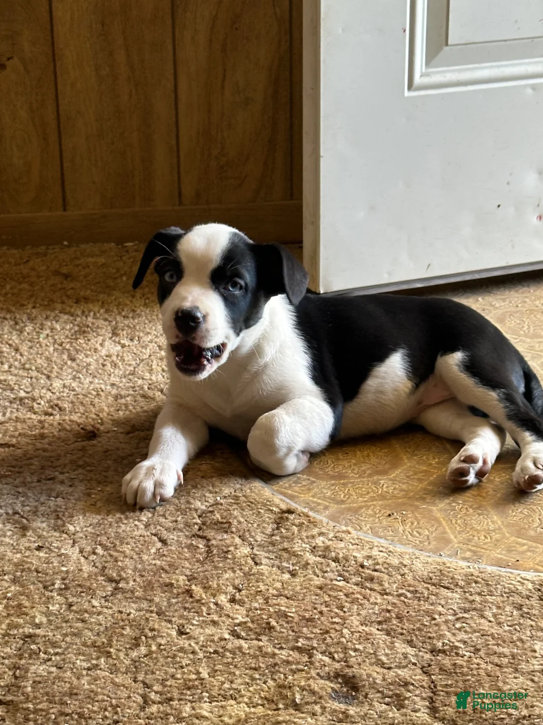 Mixed Breed dogs for sale: Mixed Breed Puppy 1 - Ad 2
