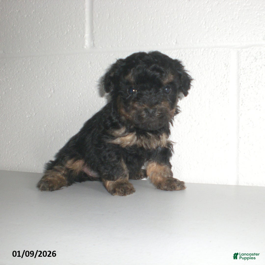 Yorkiepoo dogs for sale: Abby - Ad 11
