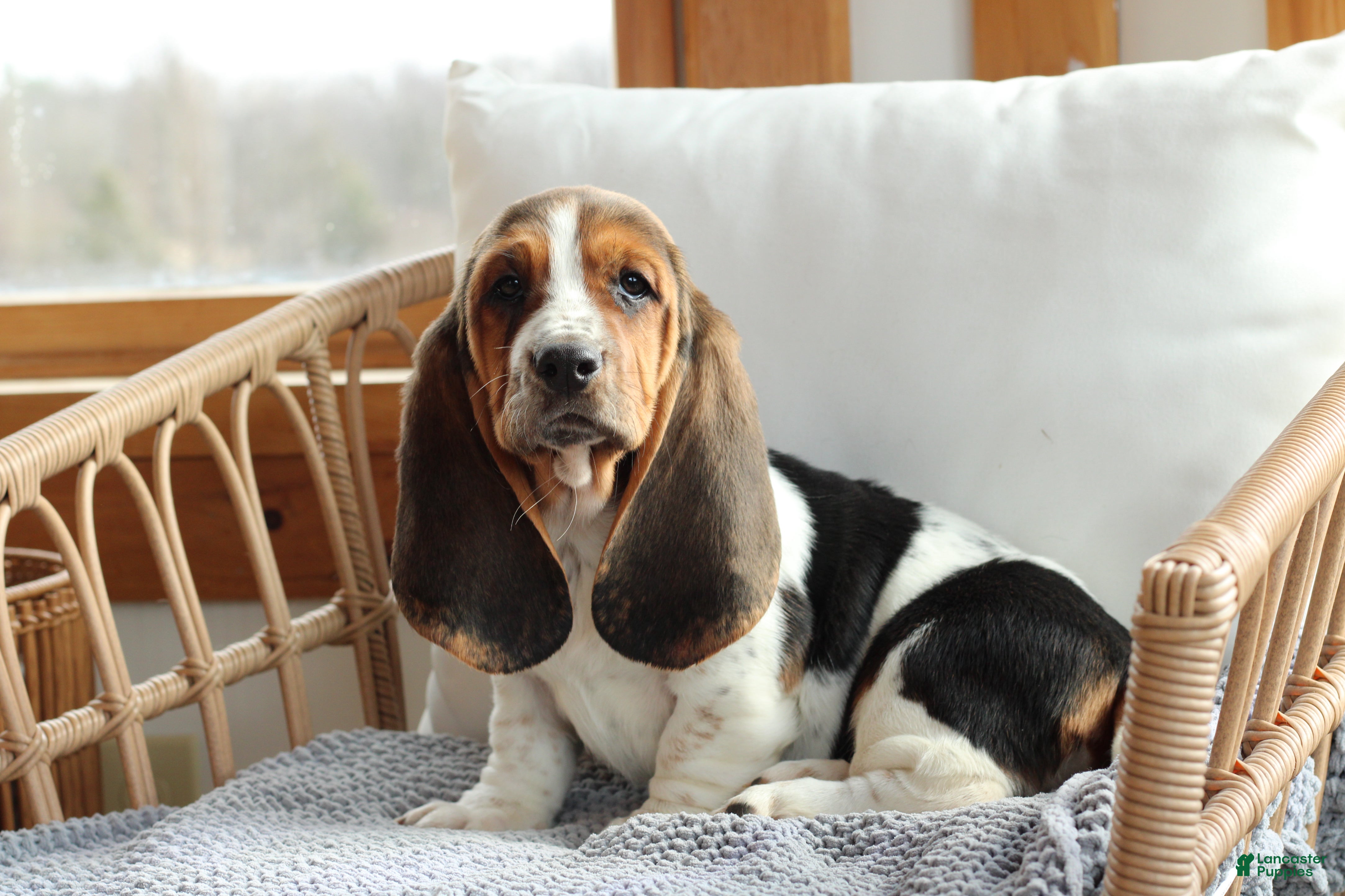 Basset Hound dogs Molly - Ad 1