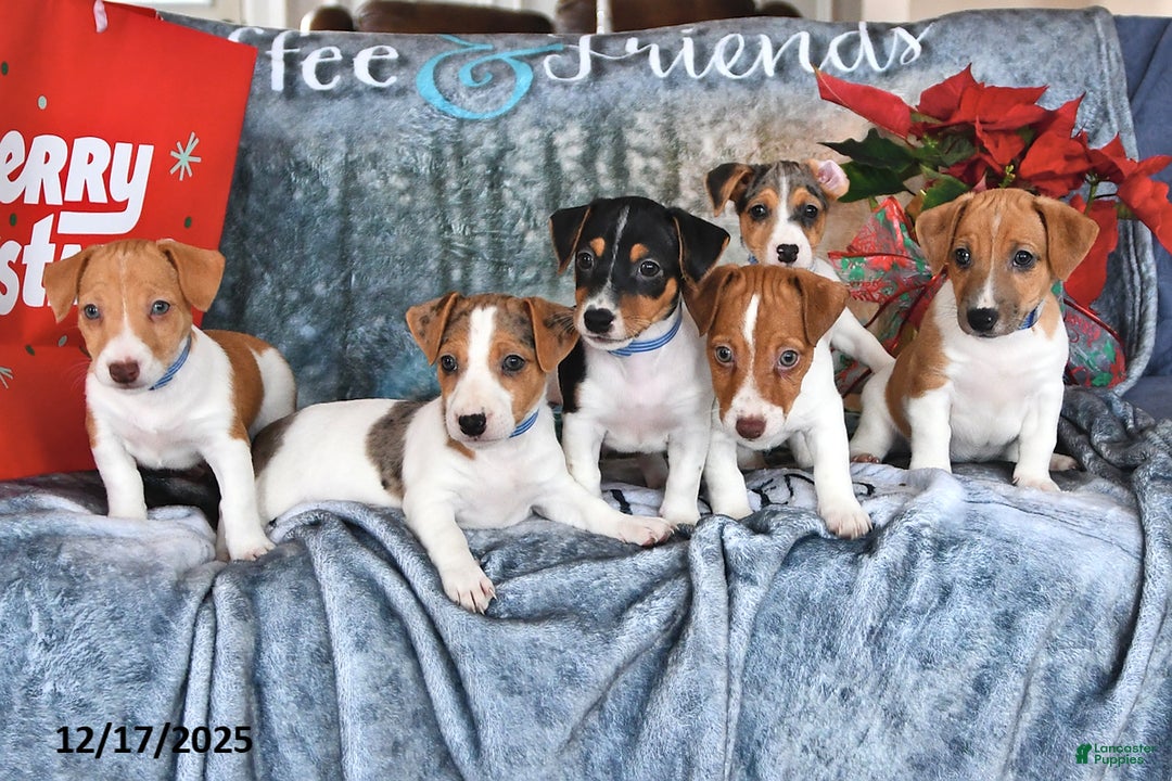 Jack Russell Terrier dogs for sale: Rascal - Ad 5