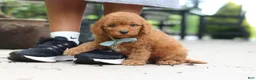 Cavapoo dogs for sale: Tucker - Ad 4